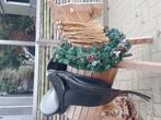 Jc  dressuurZadel 18 inch, Dieren en Toebehoren, Ophalen of Verzenden