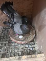 Takla duiven, Dieren en Toebehoren, Vogels | Duiven, Meerdere dieren, Overige soorten