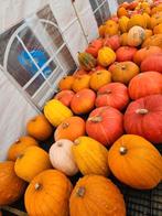 Gratis pompoenen, Tuin en Terras, Overige Tuin en Terras, Ophalen