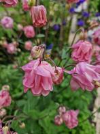 Akelei zaden "granny's bonnet", Ophalen of Verzenden, Volle zon