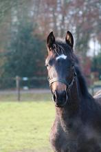 Vishnoe,   Sarai L x Havidoff., Dieren en Toebehoren, Paarden, Met stamboom, Niet van toepassing, Dressuurpaard, 0 tot 2 jaar