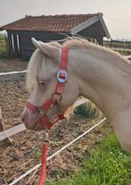 Mooie 100% raszuivere falabella hengst, Dieren en Toebehoren, Minder dan 160 cm, Gechipt, Niet van toepassing, 3 tot 6 jaar