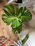 Kamerplant (Monstera), Huis en Inrichting, Kamerplanten, Ophalen, Halfschaduw, Minder dan 100 cm