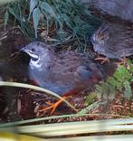 Chinese dwergkwartel Wildkleur haantjes, Mannelijk, Tropenvogel