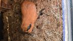 3 cavia beertjes te koop, April, Mannelijk, Cavia