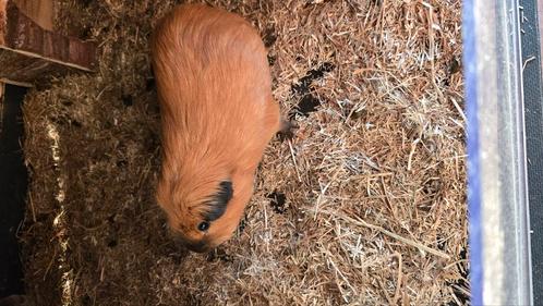 3 cavia beertjes te koop, Dieren en Toebehoren, Knaagdieren, Mannelijk, Cavia, April