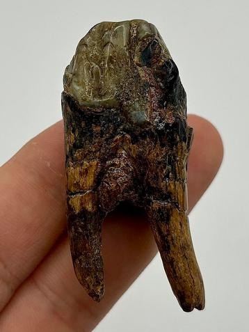Premolaar Hexaprotodon (Nijlpaard) beschikbaar voor biedingen