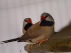 Spitsstaartamadine | Mooi vogels | Passend advies, Meerdere dieren, Zangkanarie