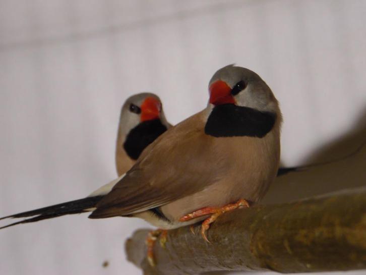 Spitsstaartamadine | Mooi vogels | Passend advies, Dieren en Toebehoren, Vogels | Kanaries, Zangkanarie, Meerdere dieren