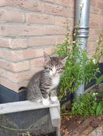 2 boerderij kittens, Dieren en Toebehoren, Kater