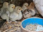 Cochin kriel kuikentjes, Dieren en Toebehoren, Pluimvee, Kip
