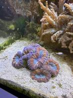 Lobophyllia steenkoraal lps koraal, Overige typen