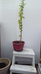 hibiscus, Tuin en Terras, Planten | Tuinplanten, Volle zon, Vaste plant, Zomer, Ophalen