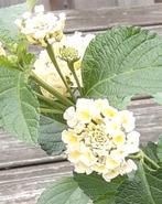 Wisselbloem (Lantana camara) nr.48, Ophalen of Verzenden, Zomer, Volle zon