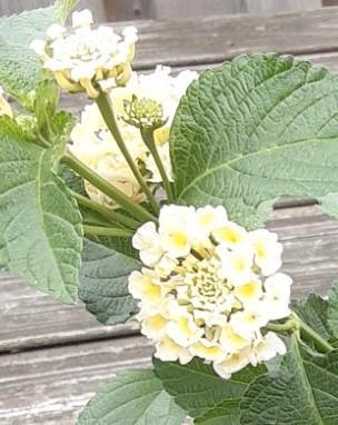 Wisselbloem (Lantana camara) nr.48 beschikbaar voor biedingen