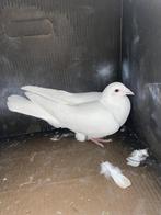 Witte postduiven, Meerdere dieren, Postduif