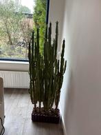 Prachtige Cactus plant te koop, Ophalen of Verzenden, Bloeiende kamerplant, 150 tot 200 cm, Volle zon