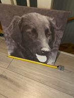 Canvas Poster Flatcoat 60x60 cm gratis, Ophalen, Zo goed als nieuw, Overige materialen, 50 tot 75 cm