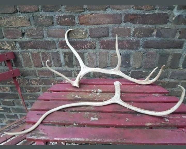 3 Rendier geweien samen voor €120,- gewei rendier Noorwegen., Verzamelen, Dierenverzamelingen, Zo goed als nieuw, Gewei of Kop