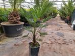 Trachycarpus wagnerianus winterharde palmboom, Tuin en Terras, Planten | Bomen, Ophalen, Volle zon, Palmboom, 100 tot 250 cm