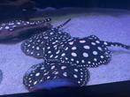 PURE Black diamond pups / Potamotrygon, Vis, Zoetwatervis, Schoolvis