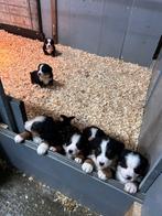 Berner sennen pups, Dieren en Toebehoren, Meerdere, Meerdere dieren, Nederland, Particulier