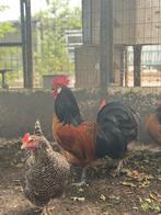 Voorwerk kippen en hanen, Meerdere dieren, Kip