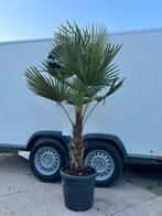 Nieuw! Palmboom Trachycarpus Fortunei, Volle zon, Ophalen of Verzenden, 100 tot 250 cm, Zomer