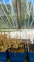 Drosera capensis alba vleesetende plant, Tuin en Terras, Planten | Tuinplanten, Ophalen, Zomer, Overige soorten, Volle zon