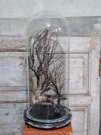 Oude antieke victoriaanse stolp met versteende zeewaaier, Ophalen of Verzenden, Gebruikt, Insect, Beeldje of Figuurtje