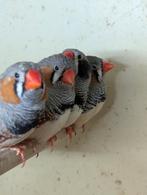 ZEBRAVINKEN mannen, Dieren en Toebehoren, Vogels | Overige Vogels, Mannelijk