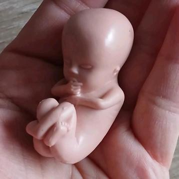 3D foetus baby op schaal tijdens zwangerschap  beschikbaar voor biedingen