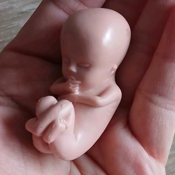 3D foetus baby op schaal tijdens zwangerschap, Verzamelen, Poppetjes en Figuurtjes, Zo goed als nieuw, Ophalen of Verzenden