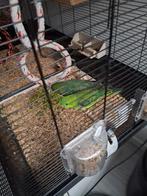 Koppel catharinaparkieten, Dieren en Toebehoren, Vogels | Parkieten en Papegaaien, Meerdere dieren