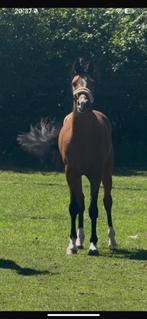 Super knappe 4 jarige D merrie te koop, Merrie