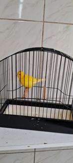 Fife-fancy, Dieren en Toebehoren, Vogels | Kanaries, Mannelijk, Postuurkanarie