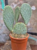 Cactus Opuntia Azurea p17