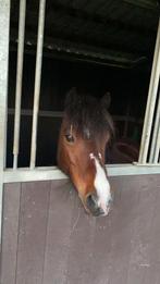 Fijne paardenverzorger/ verzorgster gezocht., Diensten en Vakmensen, Dieren | Paarden | Verzorging, Oppas en Les