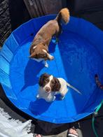 Springer spaniel pup met FCI stamboom, Dieren en Toebehoren, Rabiës (hondsdolheid), 15 weken tot 1 jaar, Reu, Eén hond