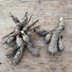 Dahlia knollen danique 2x, Tuin en Terras, Ophalen of Verzenden, Voorjaar, Volle zon, Knol