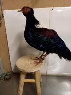 Swinhoefazant, Verzamelen, Ophalen of Verzenden, Paard, Beeldje of Figuurtje