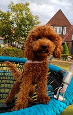 Dwergpoedel teefje 8 mnd met FCI stamboom., Dieren en Toebehoren, Honden | Chihuahua's en Gezelschapshonden, Poedel, Rabiës (hondsdolheid)