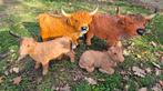Hooglanders, Tuin en Terras, Ophalen of Verzenden, Nieuw, Kunststof, Dierenbeeld