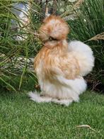 Red pyle Amerikaanse zijdehoender hen, Dieren en Toebehoren, Pluimvee, Vrouwelijk, Kip