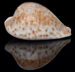Schelpen: Cypraea hesitata beddomei 75,2mm (Gem-), Ophalen of Verzenden, Schelp(en)