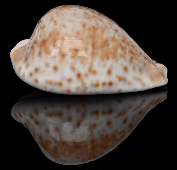Schelpen: Cypraea hesitata beddomei 75,2mm (Gem-), Verzamelen, Mineralen en Fossielen, Schelp(en), Ophalen of Verzenden