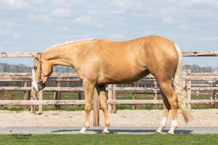 Lieve bijzondere quarter merrie, Dieren en Toebehoren, Paarden, Merrie, B, Minder dan 160 cm, 7 tot 10 jaar, Westernpaard, Gechipt
