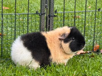 Lief beertje Jorn beschikbaar voor biedingen