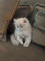 1 Perziche kitten te koop, Poes