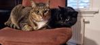 Twee poezen zusjes, Dieren en Toebehoren, Poes, Kortharig, 6 jaar of ouder